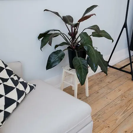 Apartment Baixa24 •p2r• Bright In Vibrant Downtown