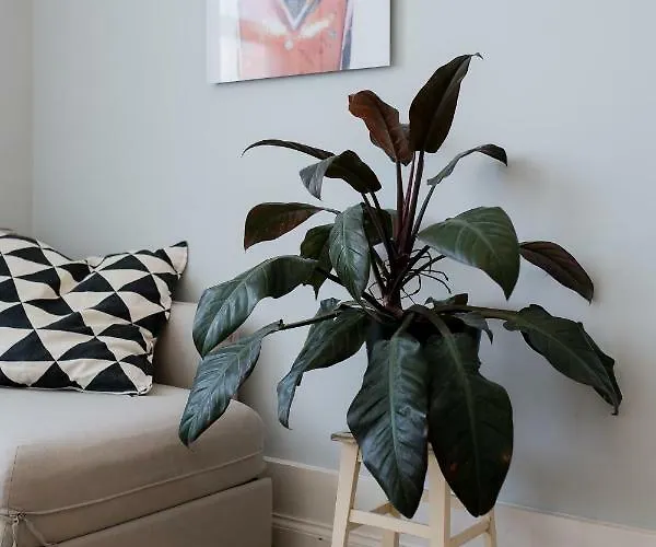 Baixa24 •p2r• Bright In Vibrant Downtown